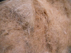 La fibre de coco, ou coir, vue de près.