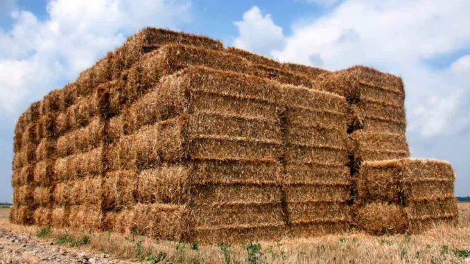 appel-projets-mobilisation-biomasse-production-nouvelles-ressources